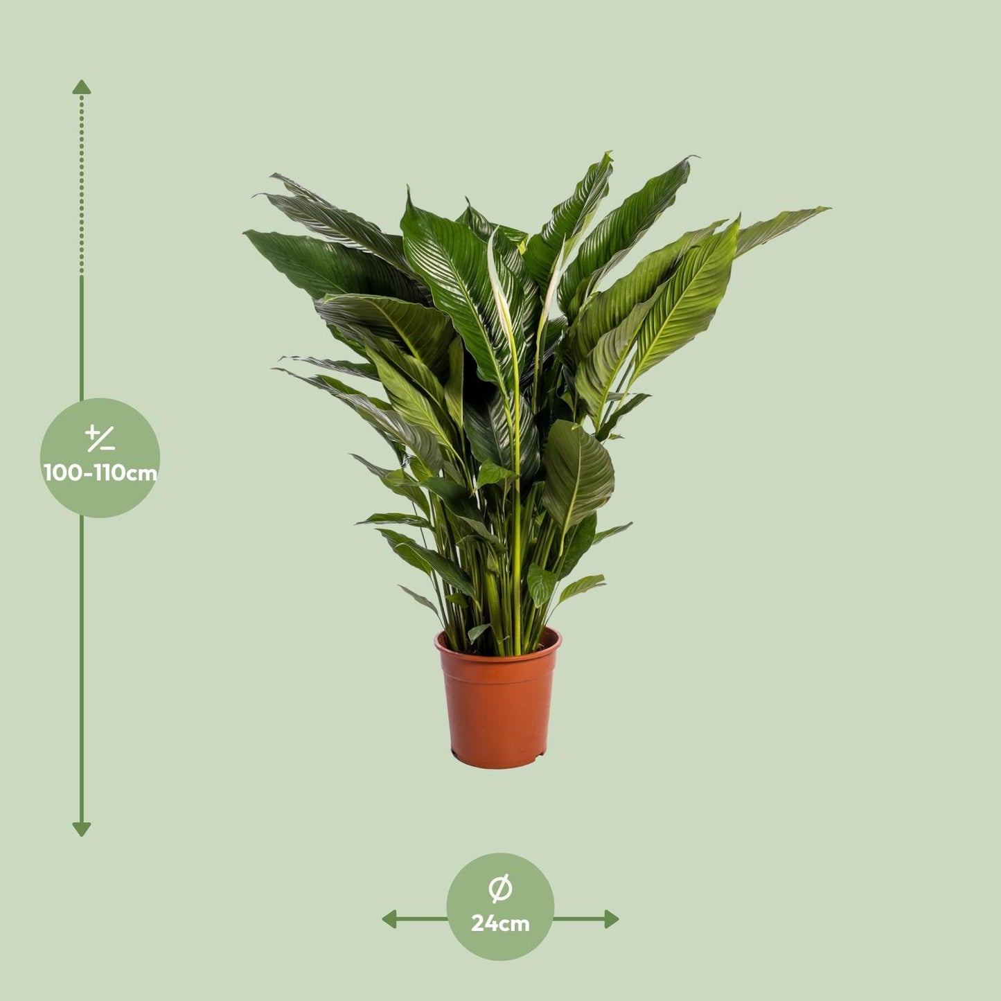 🌿 Spathiphyllum ‘Sweet Sebastiano’ Lepelplant