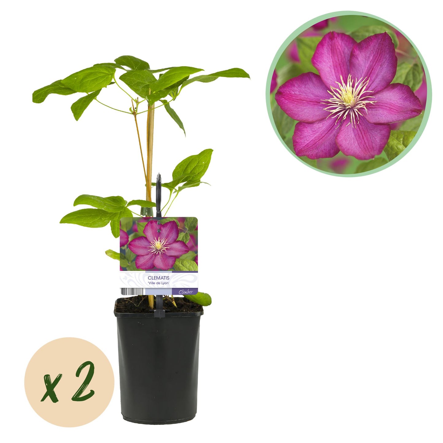 🌸 Clematis ‘Ville de Lyon’ – Klimplant (2 Stuks)