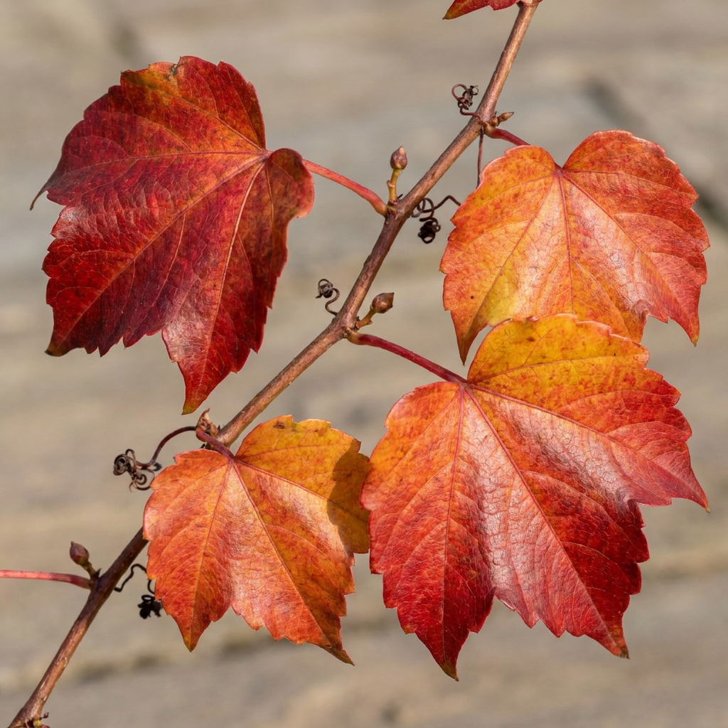 🍁 Parthenocissus tricuspidata ‘Veitchii Boskoop’ – Wilde wingerd – Klimplant
