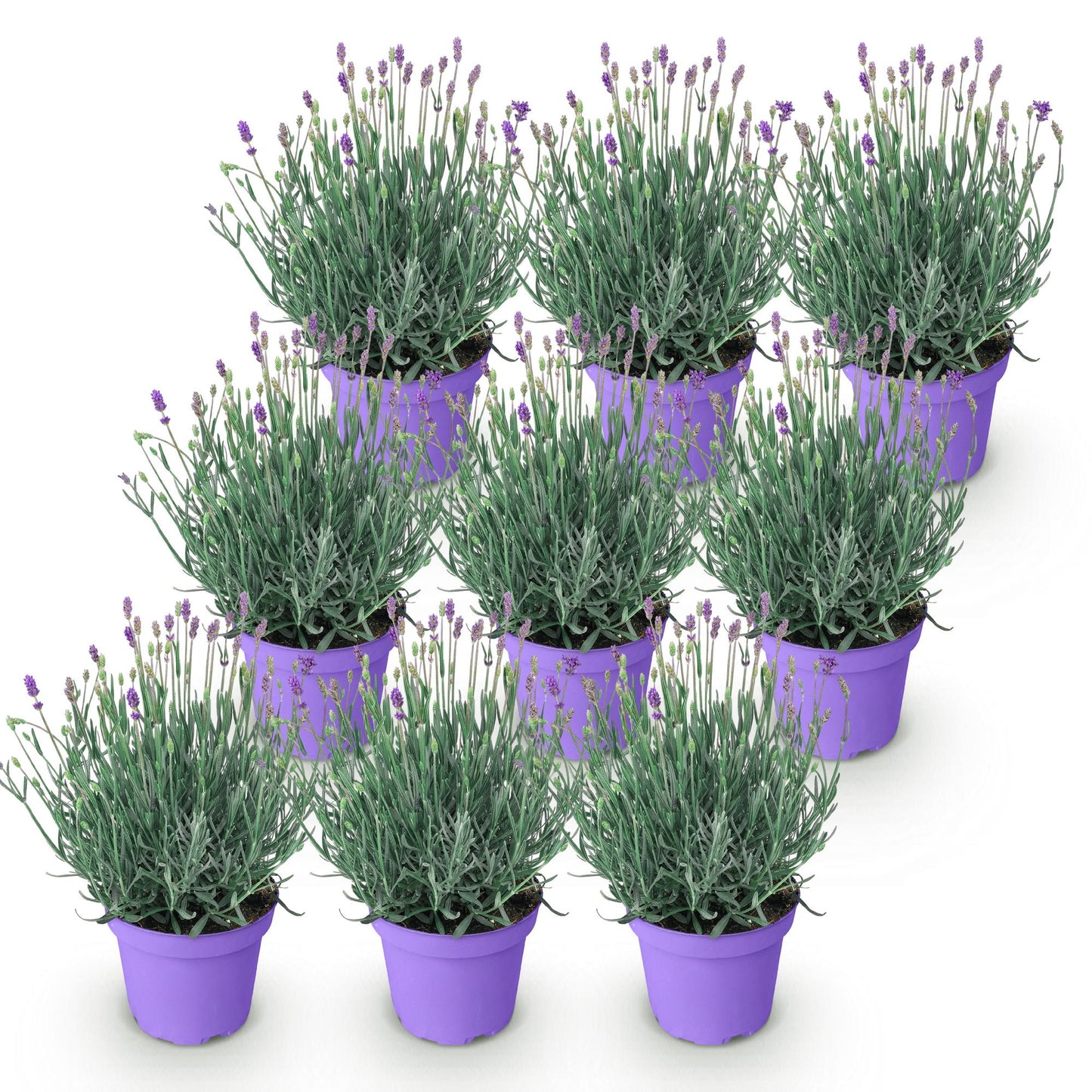 💜 Lavandula angustifolia ‘Munstead’ – Lavendel | (9 stuks)