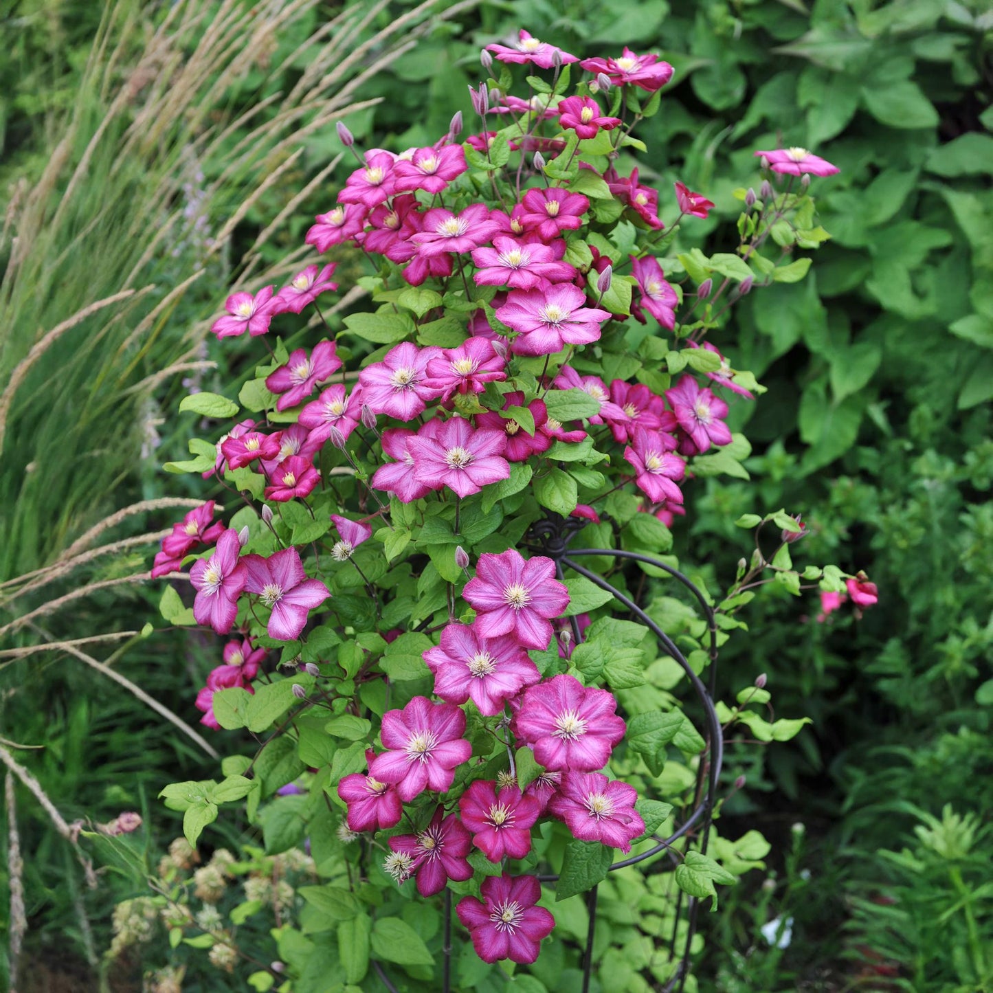 🌸 Clematis ‘Ville de Lyon’ – Klimplant (2 Stuks)
