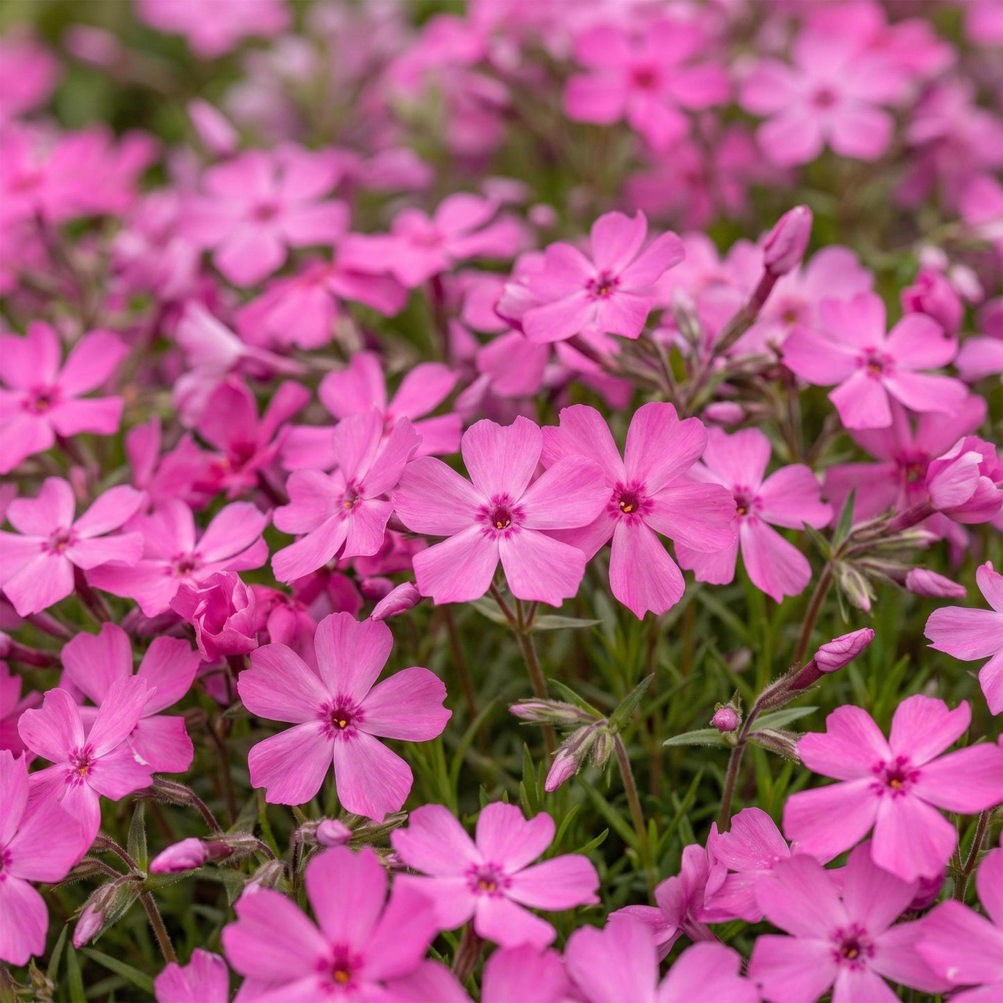 🌿 Phlox subulata 'MacDaniel's Cushion' – Donkerroze Vlambloem | 3 stuks