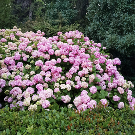 🌸 Hydrangea macrophylla ‘Pink’ – Roze Hortensia