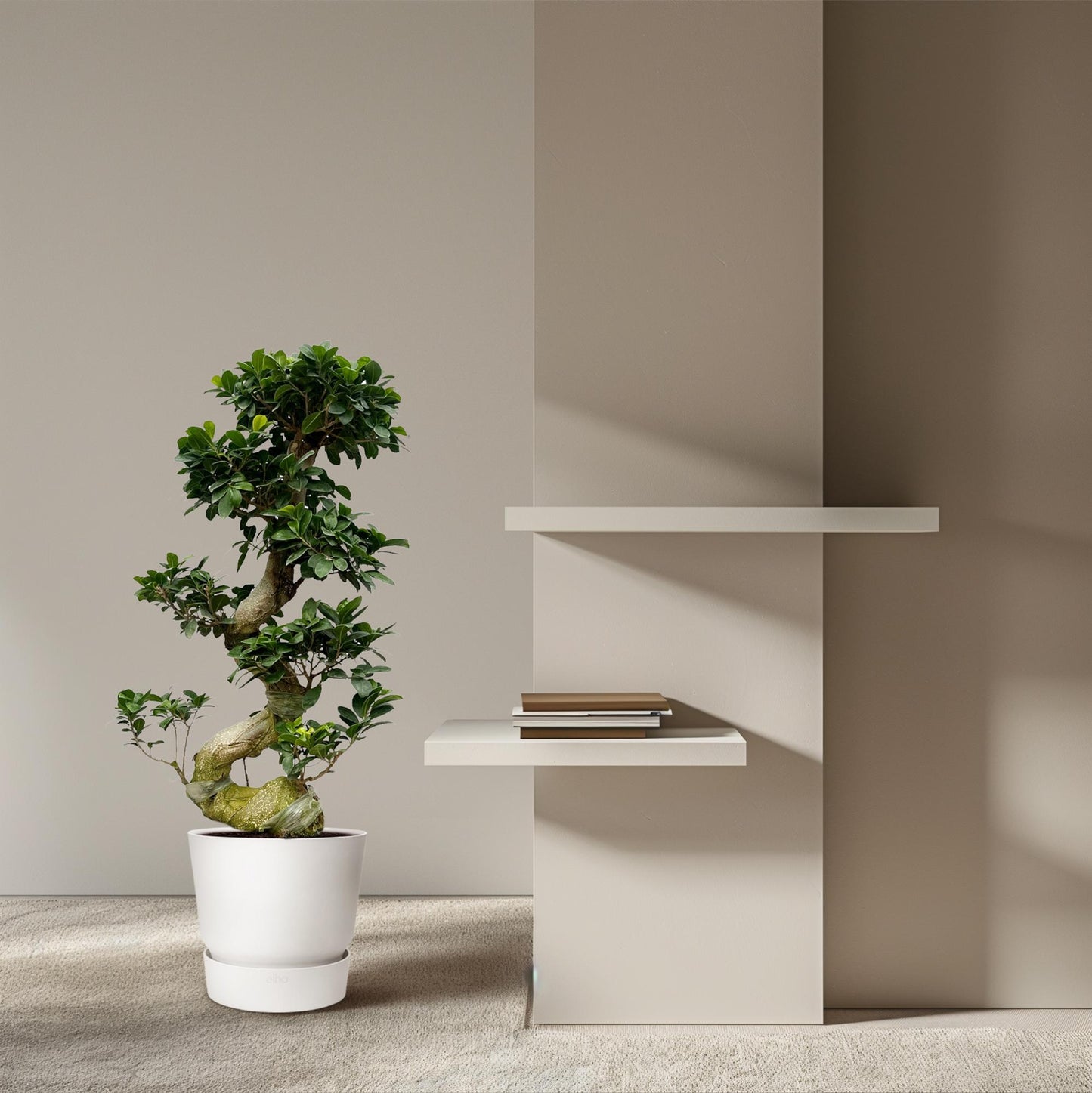 🌿 Ficus Ginseng | Bonsai Kamerplant