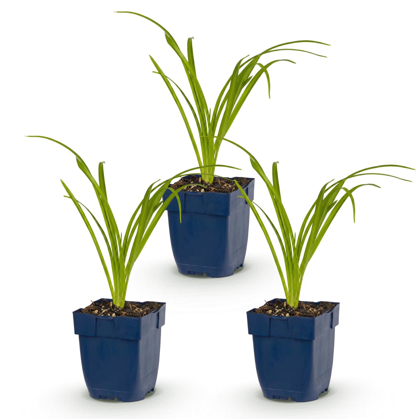 🌿 Hemerocallis 'Arctic Snow' – Crèmekleurige Daglelie | 3 stuks