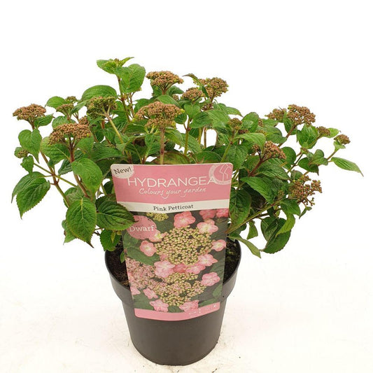 🌸 Hydrangea serrata ‘Pink Petticoat’ – Compacte Hortensia Roze