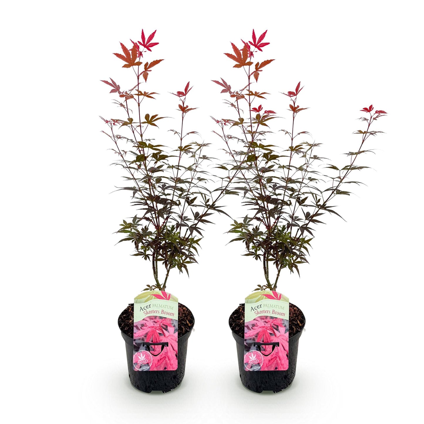 🍁 Japanse Esdoorn ‘Skeeter’s Broom’ – Paarse Bladpracht (2 Planten) – Pot Ø19 – 70 cm