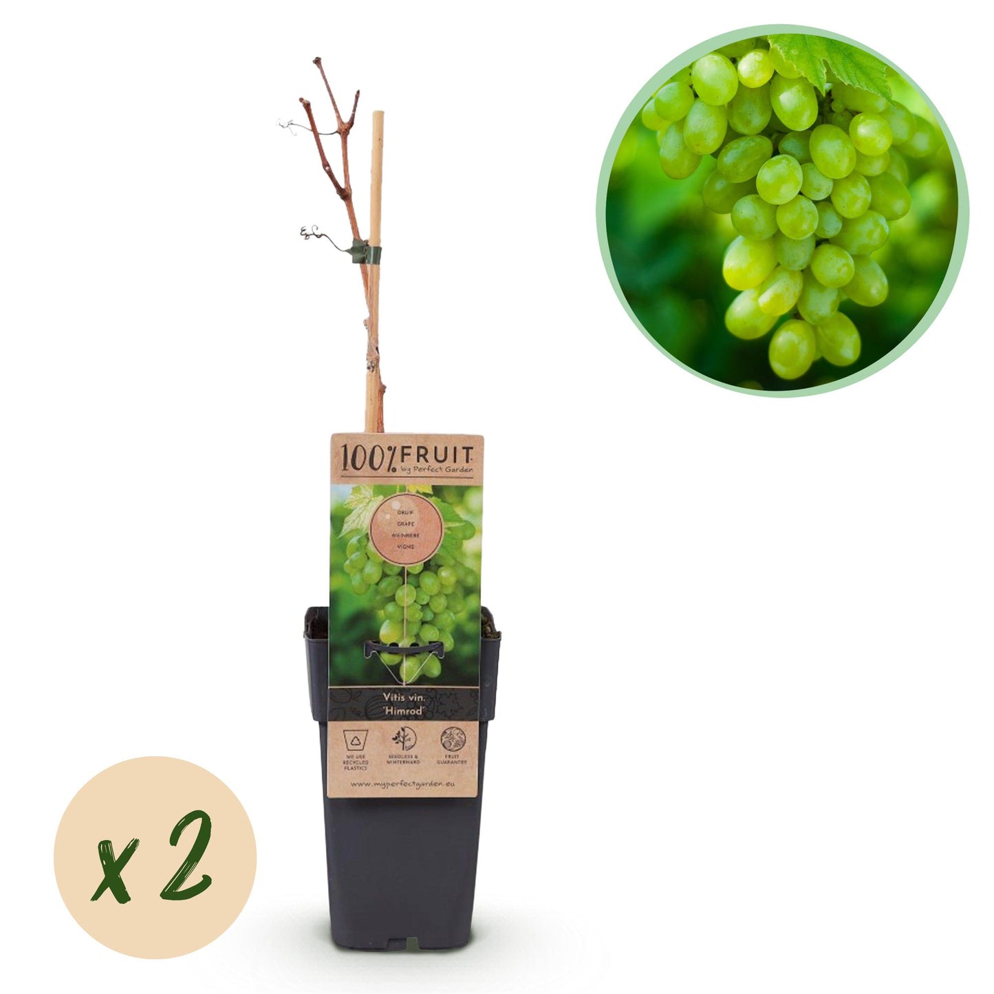 🍇 Vitis vinifera ‘Himrod’ – Witte Pitloze Druif (2 Stuks)