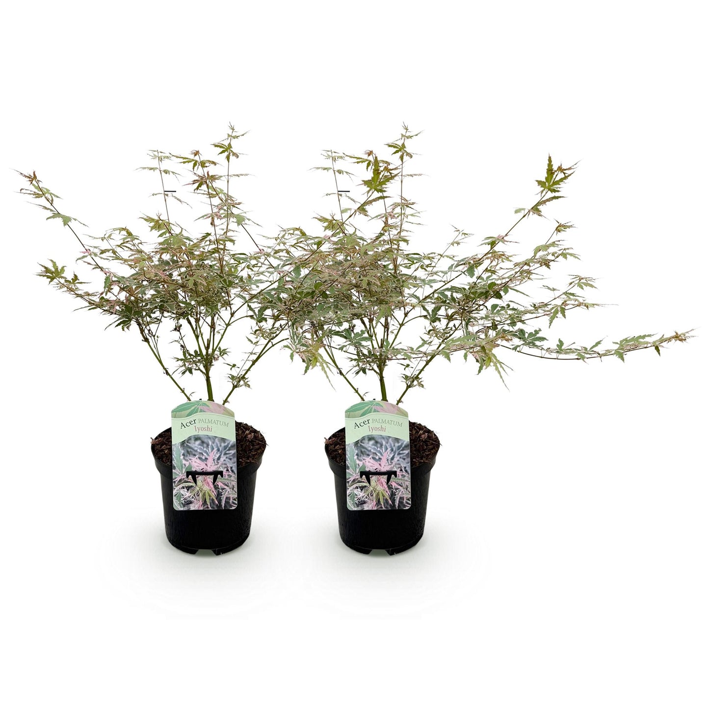 🌳 Acer palmatum ‘Iyoshi’ – Japanse Esdoorn (2 Stuks)