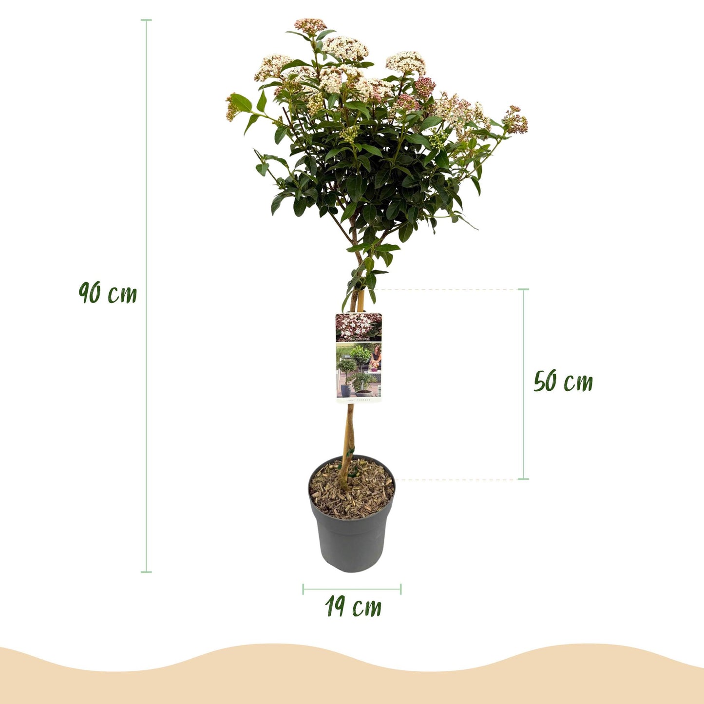 🌸 Viburnum tinus ‘Eve Price’ – Viburnum op Stam