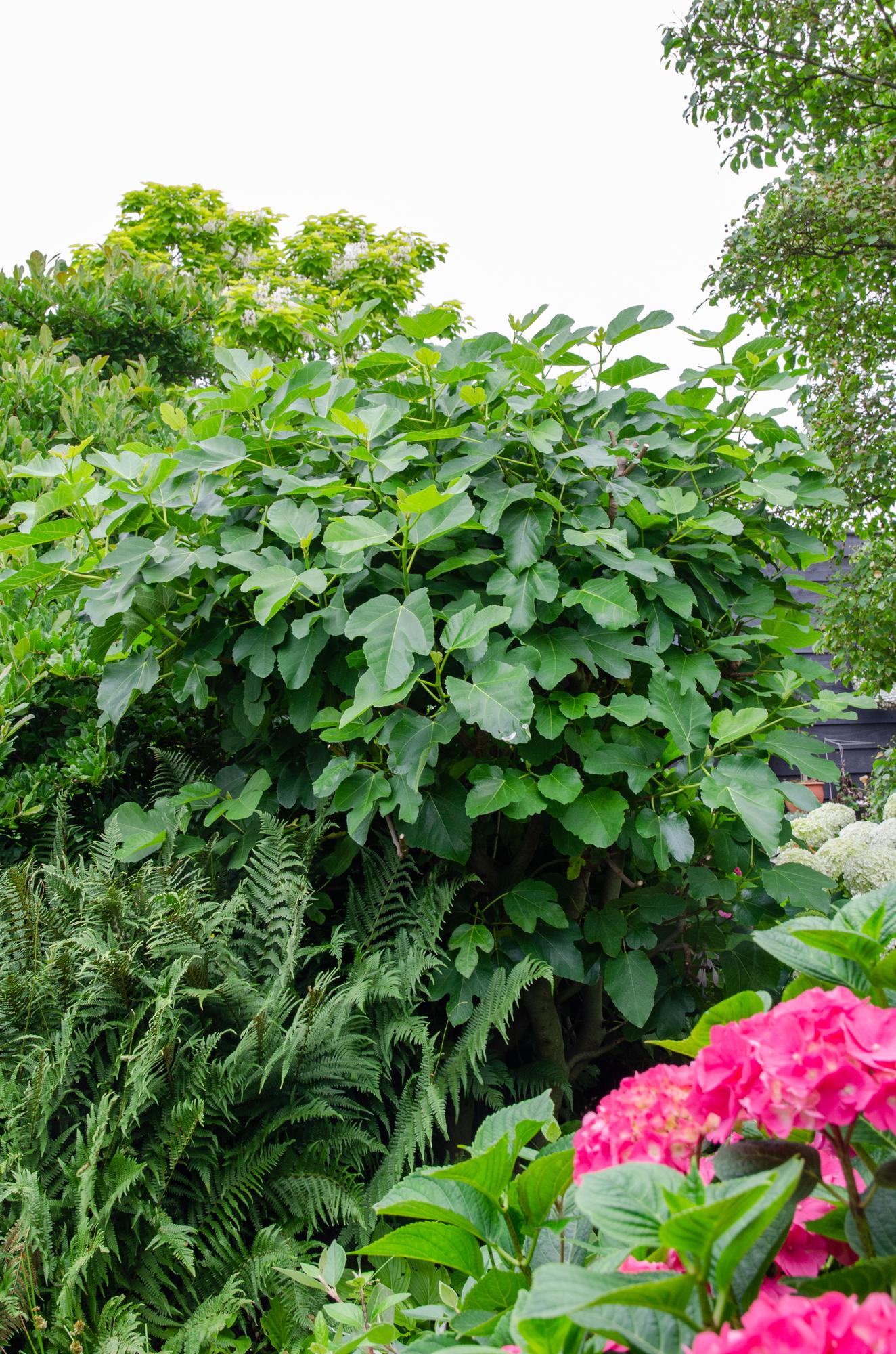 🌿 Ficus Gustissimo ‘Perretta’ – Kamerplant – Ø19 cm / Ø13 cm – ↕50 cm / 45 cm
