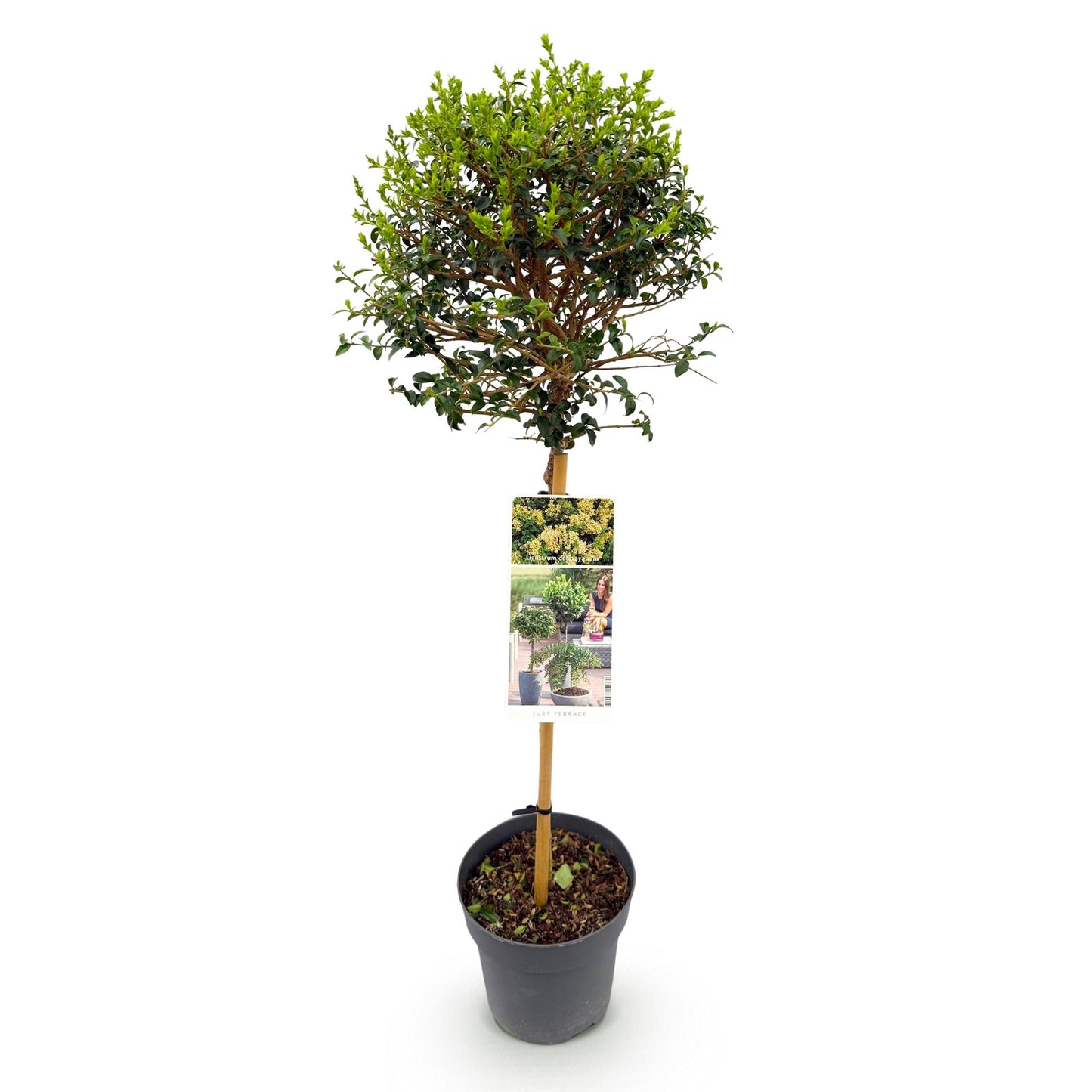 🌿 Ligustrum delavayanum – Liguster op Stam