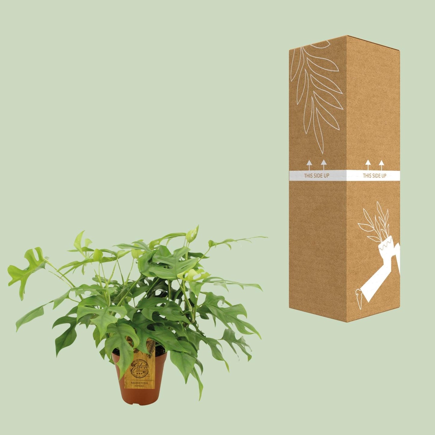 🌿 Monstera Minima | Compacte Klimplant met Tropische Look