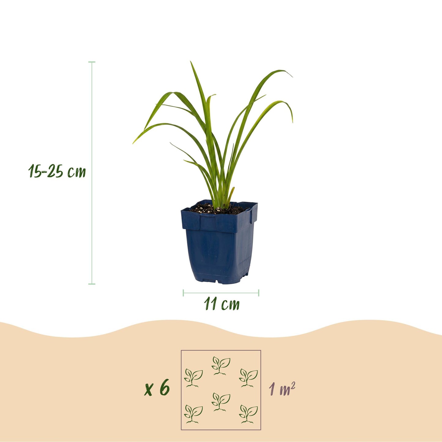 🌿 Hemerocallis 'Mauna Loa' – Oranje Daglelie | 3 stuks