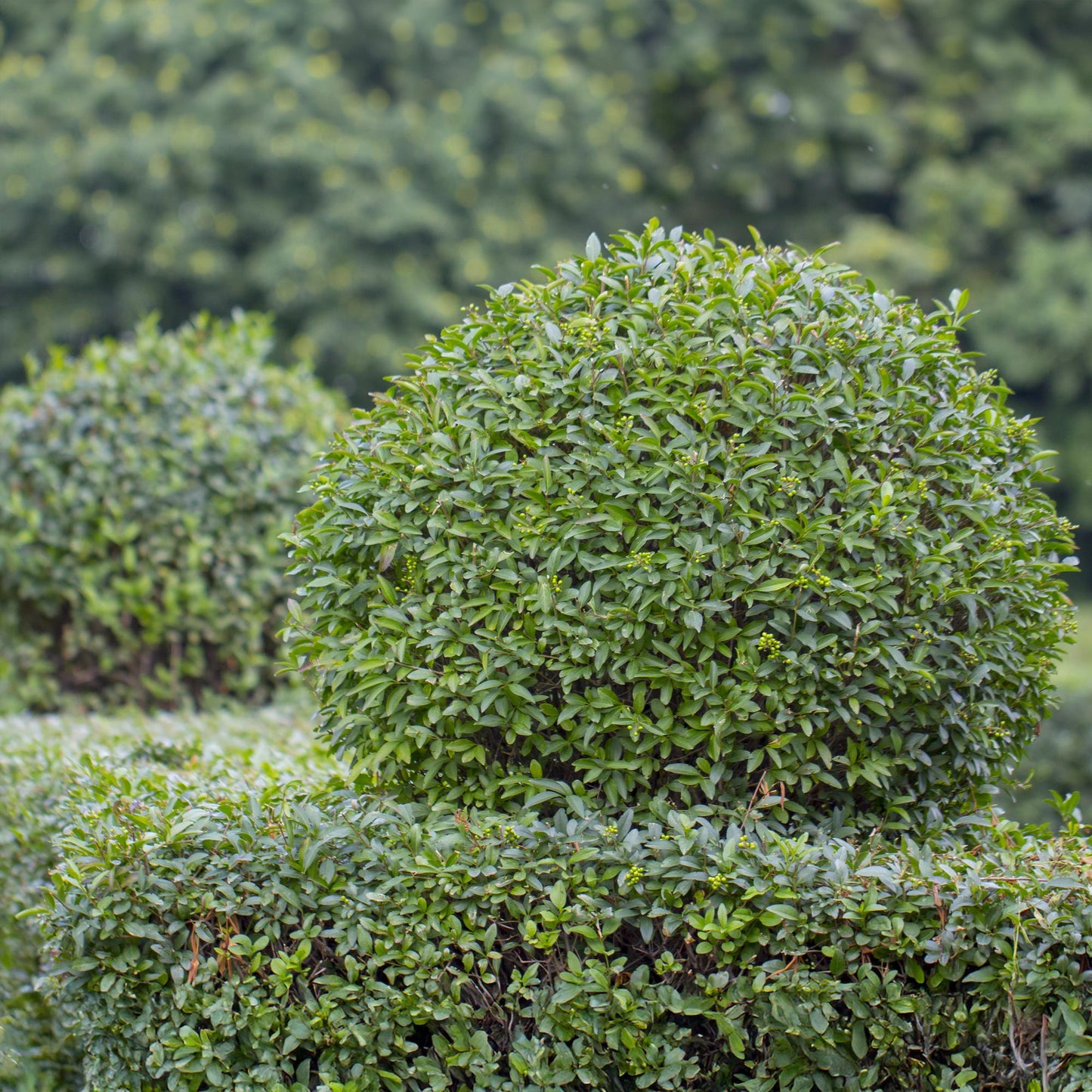 🌿 Ligustrum ovalifolium | Haagplant (6 stuks)