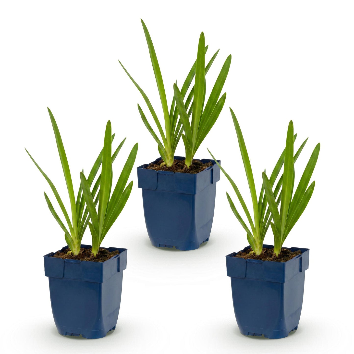🌿 Agapanthus africanus – Blauwe Afrikaanse Lelie | 3 stuks