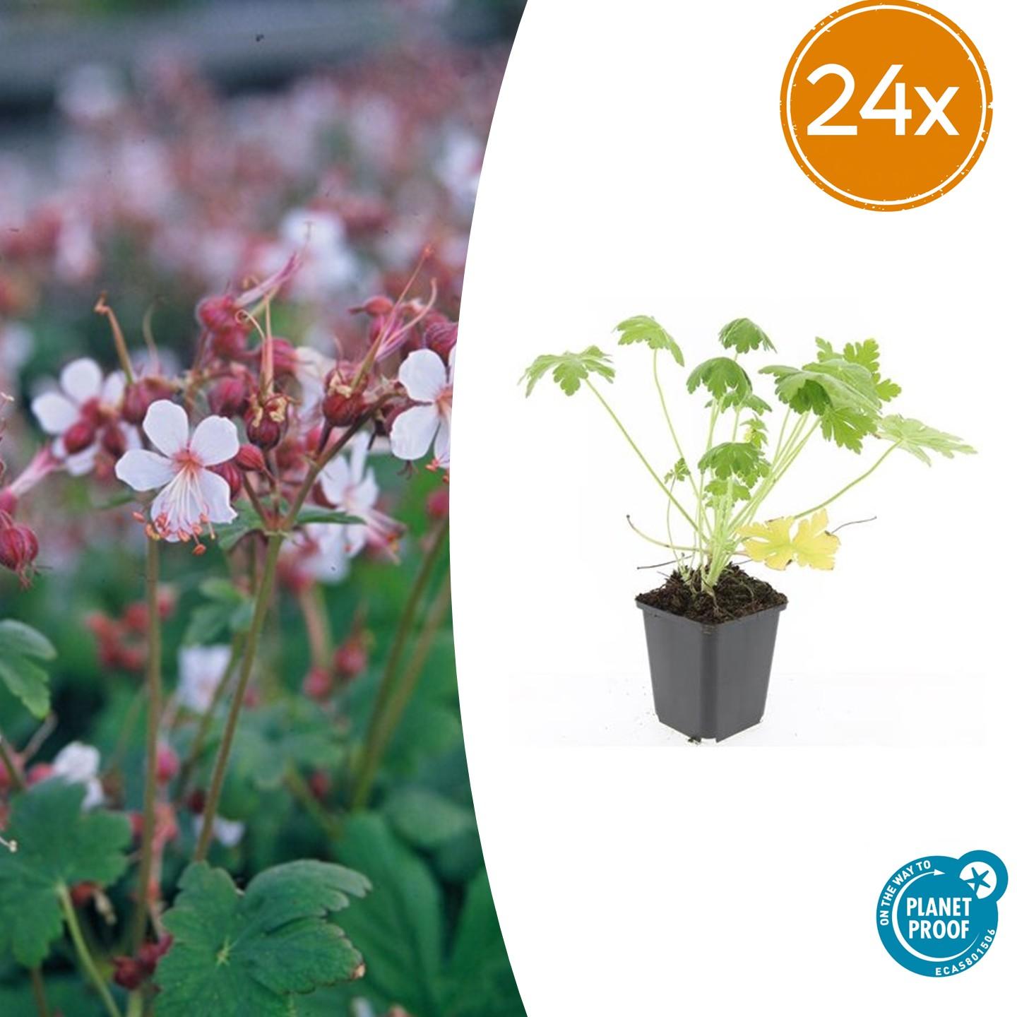 🌿 Geranium macrorrhizum ‘Spessart’ – Winterharde Geurende Bodembedekker (24 stuks)