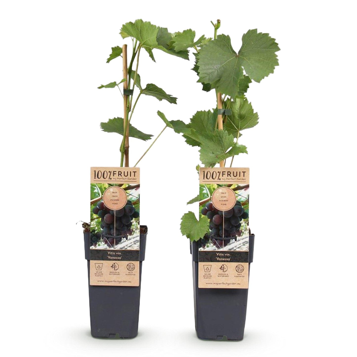 🍇 Vitis vinifera ‘Vanessa’ – Paarse Pitloze Druif (2 Stuks)