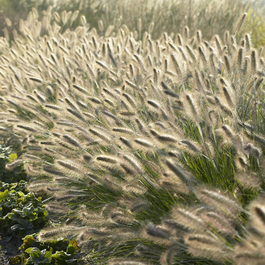 🌾 Pennisetum alopecuroides 'Hameln' – Lampenpoetsersgras (48 stuks)
