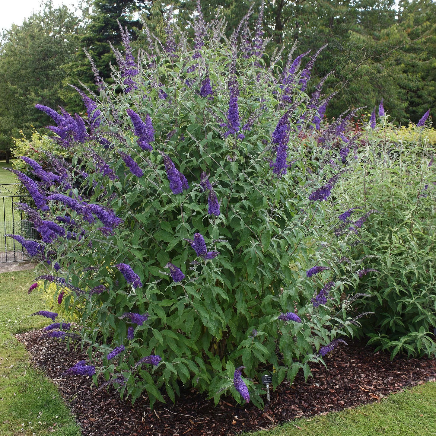 🦋 Buddleja davidii ‘Empire Blue’ – Blauwe Vlinderstruik | (3 stuks)