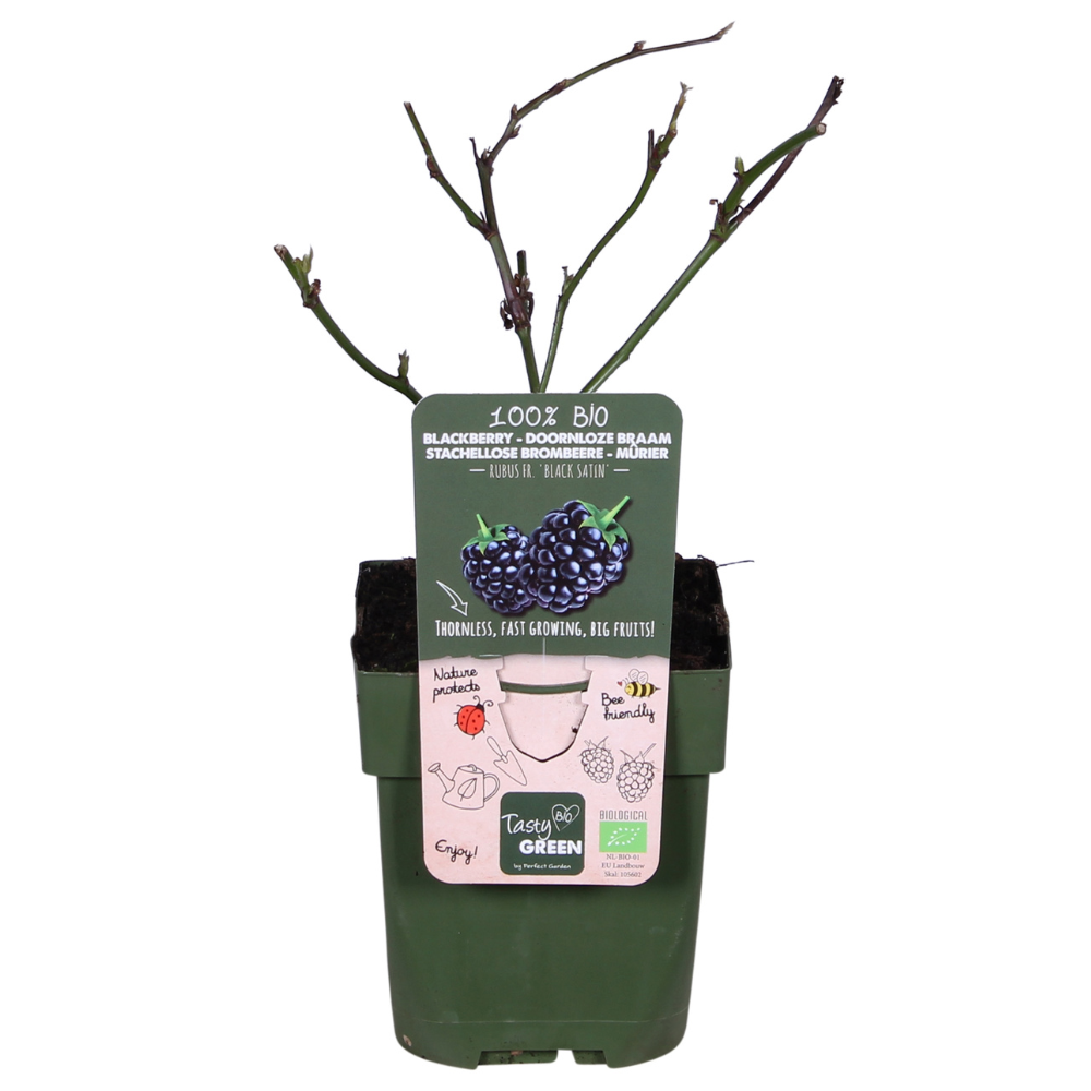 🍇 Rubus fruticosus ‘Black Satin’
