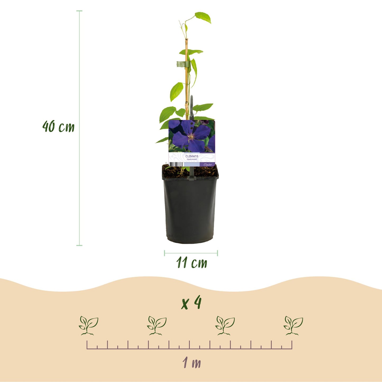 💙 Clematis ‘Jackmanii’ – Blauwe Clematis | (2 stuks)