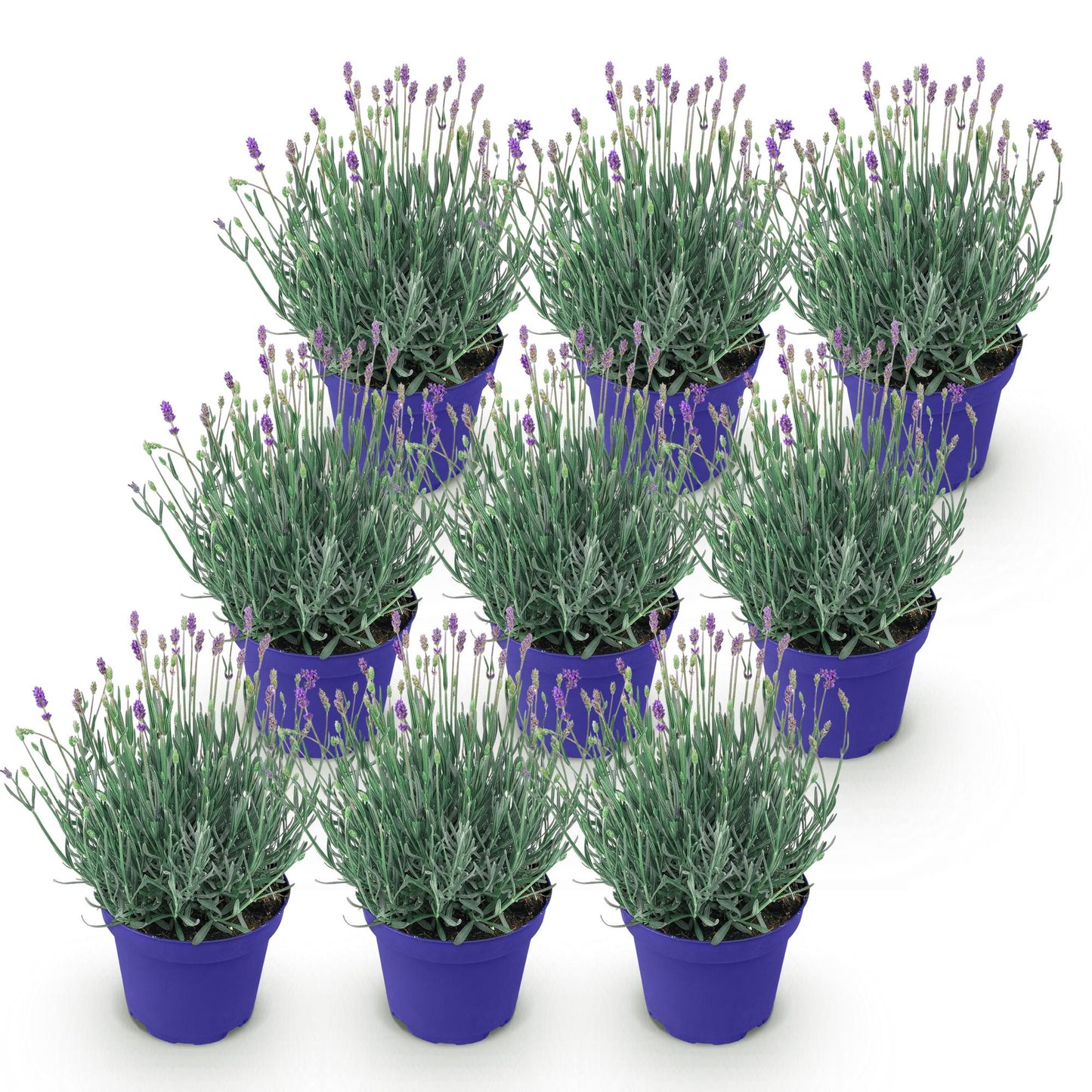 🌿 Lavandula ‘Hidcote’ | Lavendel Set (9 Stuks)