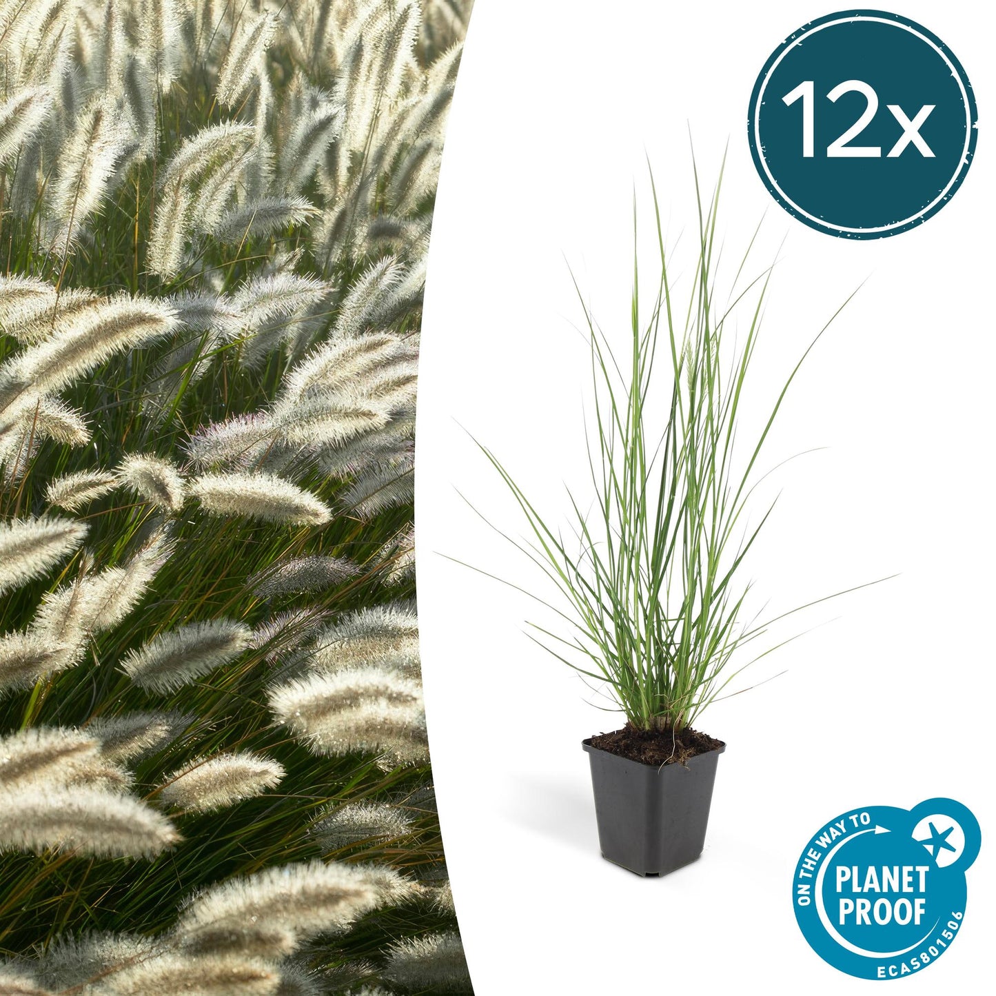 🌾 Pennisetum alopecuroides ‘Hameln’ | Lampenpoetsersgras (12 Stuks)