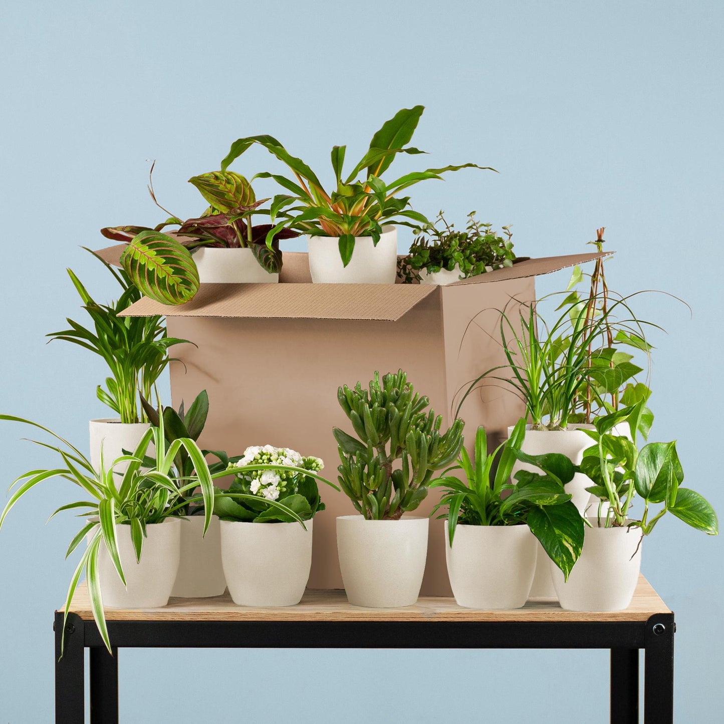 🌿 Groene Kneusjesbox (12 Stuks) – Passie voor Groen met Vibers Pot Wit