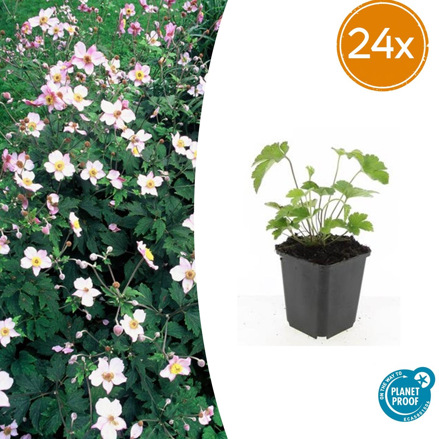 🌸 Anemone ‘Robustissima’ – Winterharde Bloeiende Bodembedekker (24 stuks)