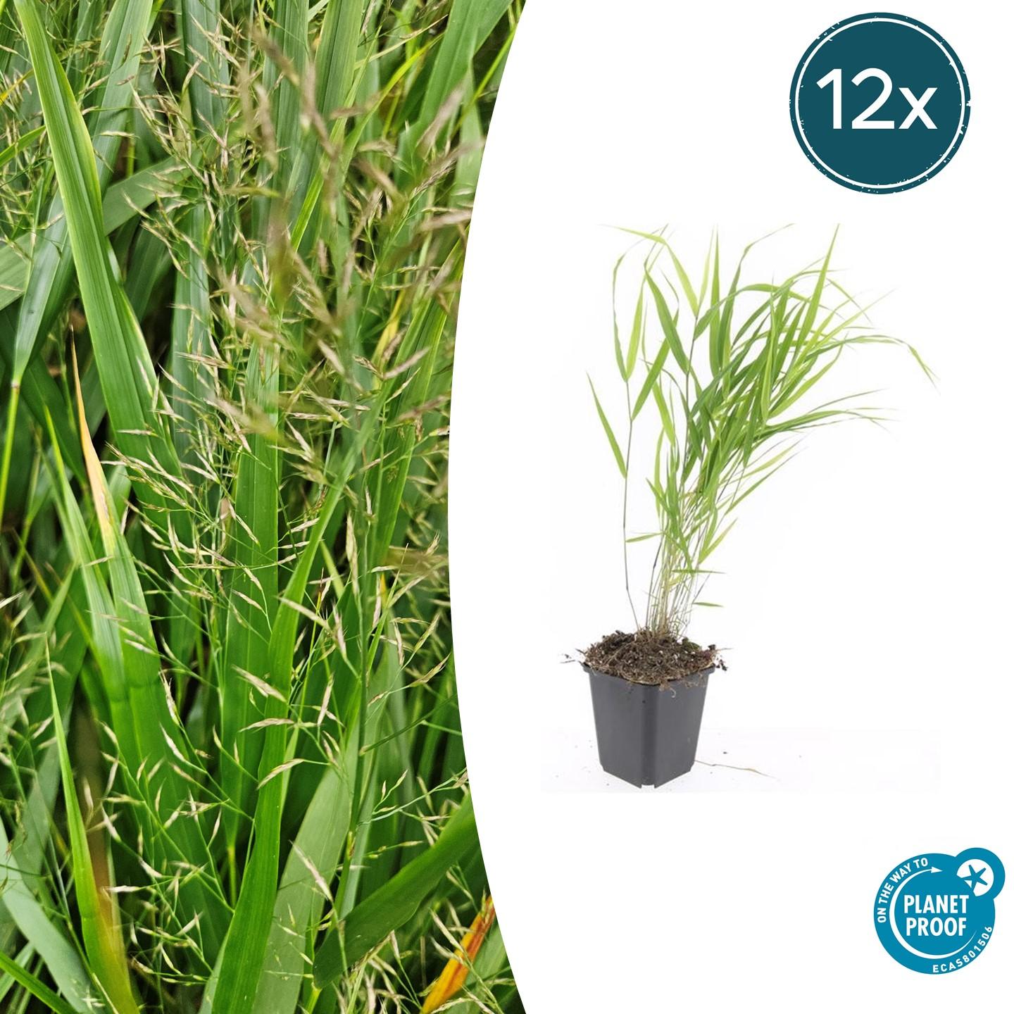 🌾 Hakonechloa macra | Japans Berggras (12 Stuks)