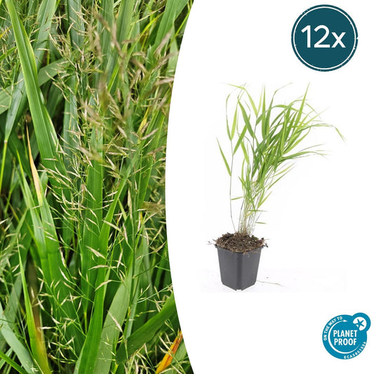 🌾 Hakonechloa macra | Japans Berggras (12 Stuks)