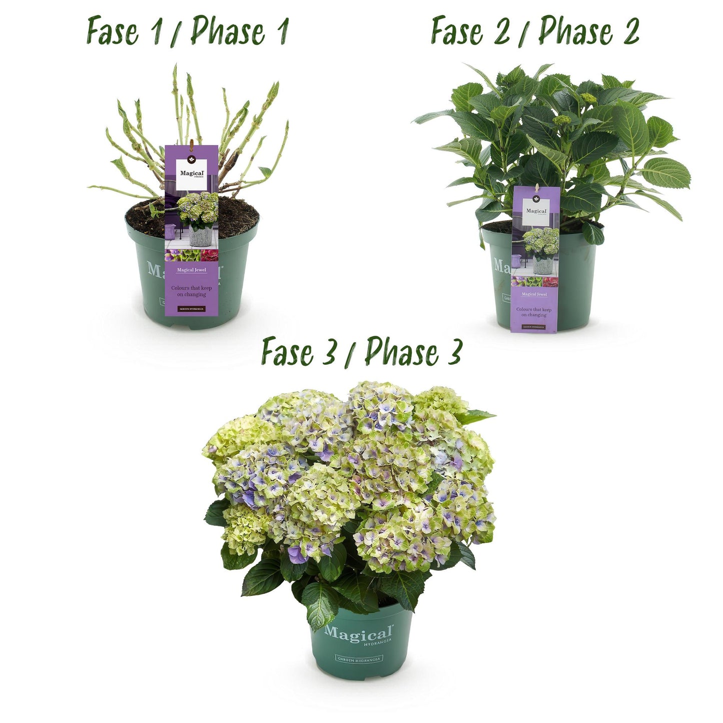 💙 Hydrangea ‘Magical Jewel Blue’ – Blauwe Hortensia | (2 stuks)