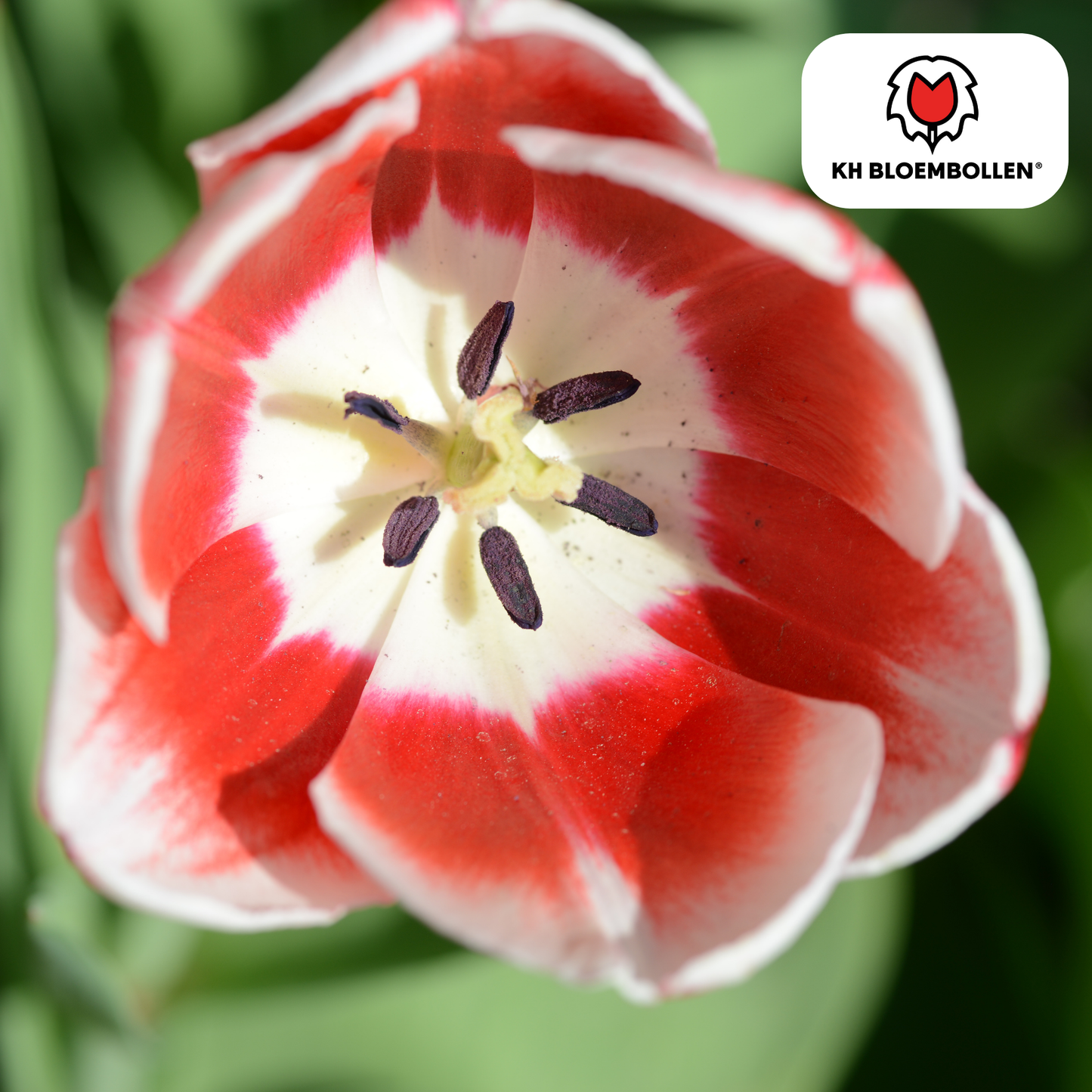 🌷 Tulpenbollen ‘Candy Apple Delight’ – Rood-Witte Tulp (20 Stuks)