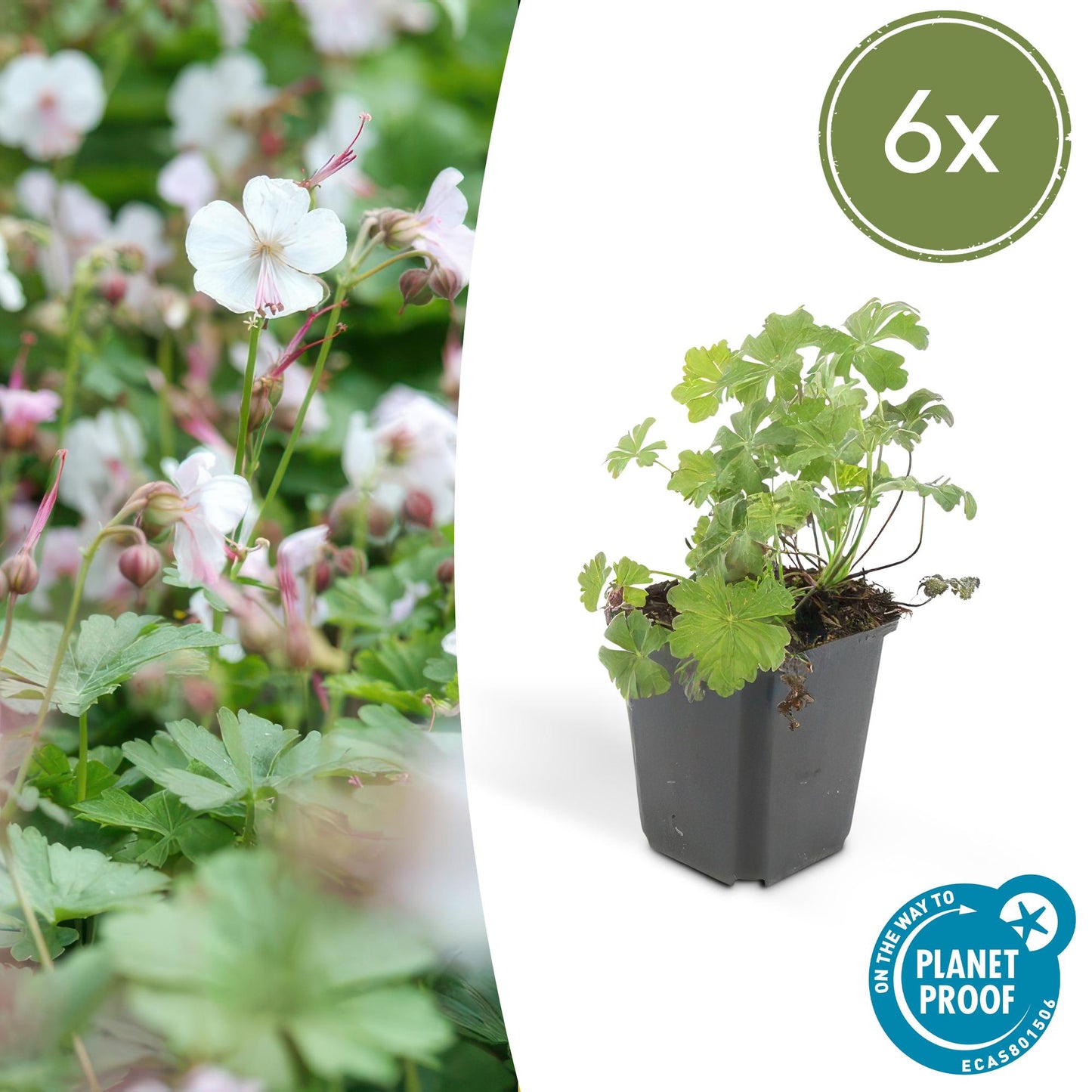 🌸 Geranium ‘Biokovo’ – Winterharde Bloeiende Bodembedekker (6 stuks)