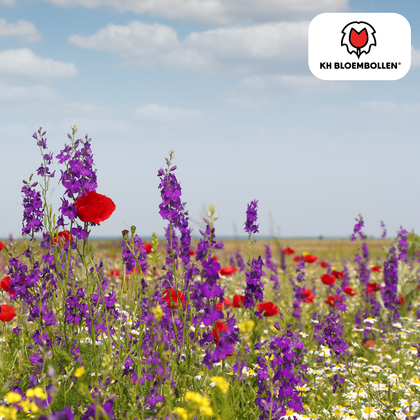 🌼 Wilde Bloemenzaad Mengsel – Bijen & Vlinders (100 g | 30–50 m²)