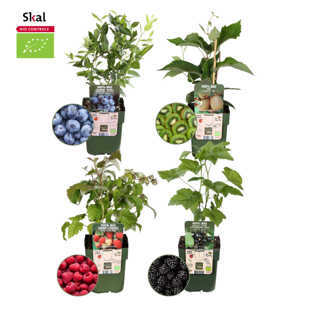 🍓 BIO Fruitplanten Mix ‘Zomervruchten’ (4 Stuks)