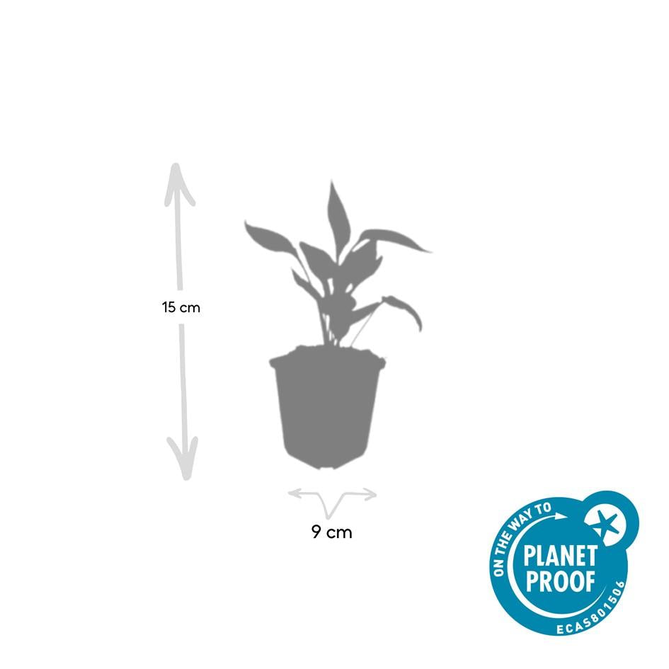 🌸 Echinacea purpurea ‘White Swan’ – Zonnehoed (6 Stuks)
