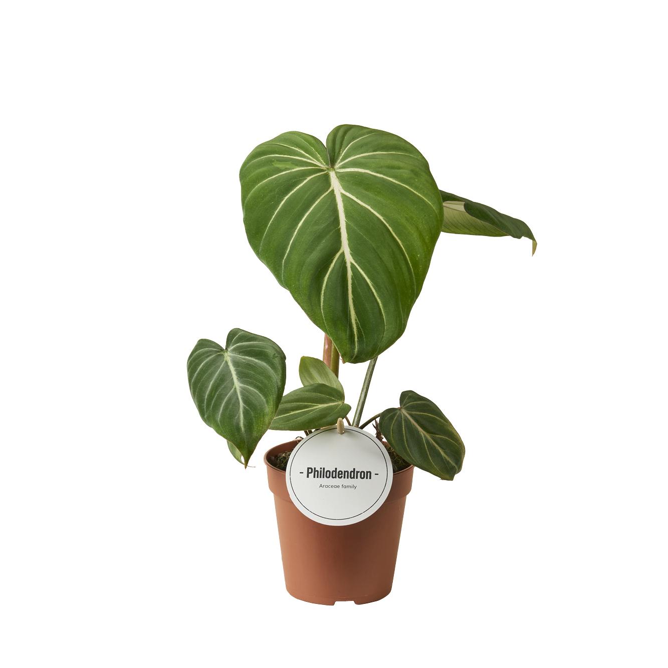 🌱 Philodendron Gloriosum Dark Form