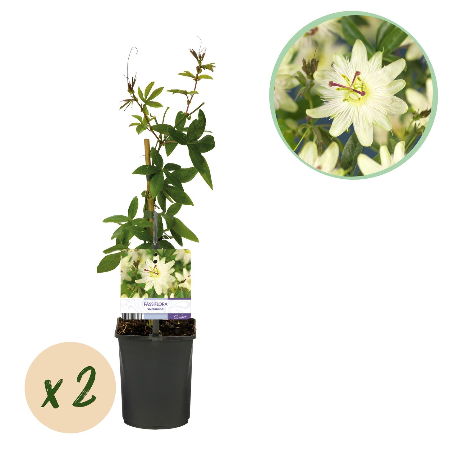 🌸 Passiflora 'Avalanche' – Witte Passiebloem (2 stuks)