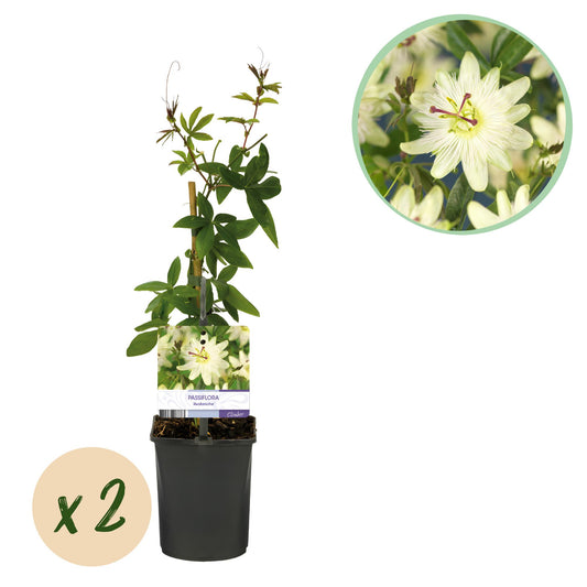 🌸 Passiflora 'Avalanche' – Witte Passiebloem (2 stuks)