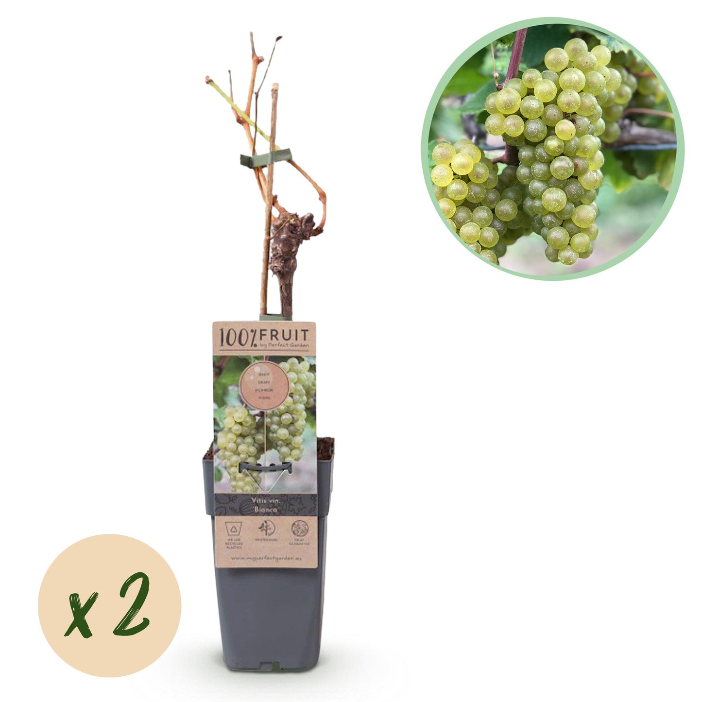🍇 Vitis vinifera ‘Bianca’ – Witte Druif (2 Stuks)