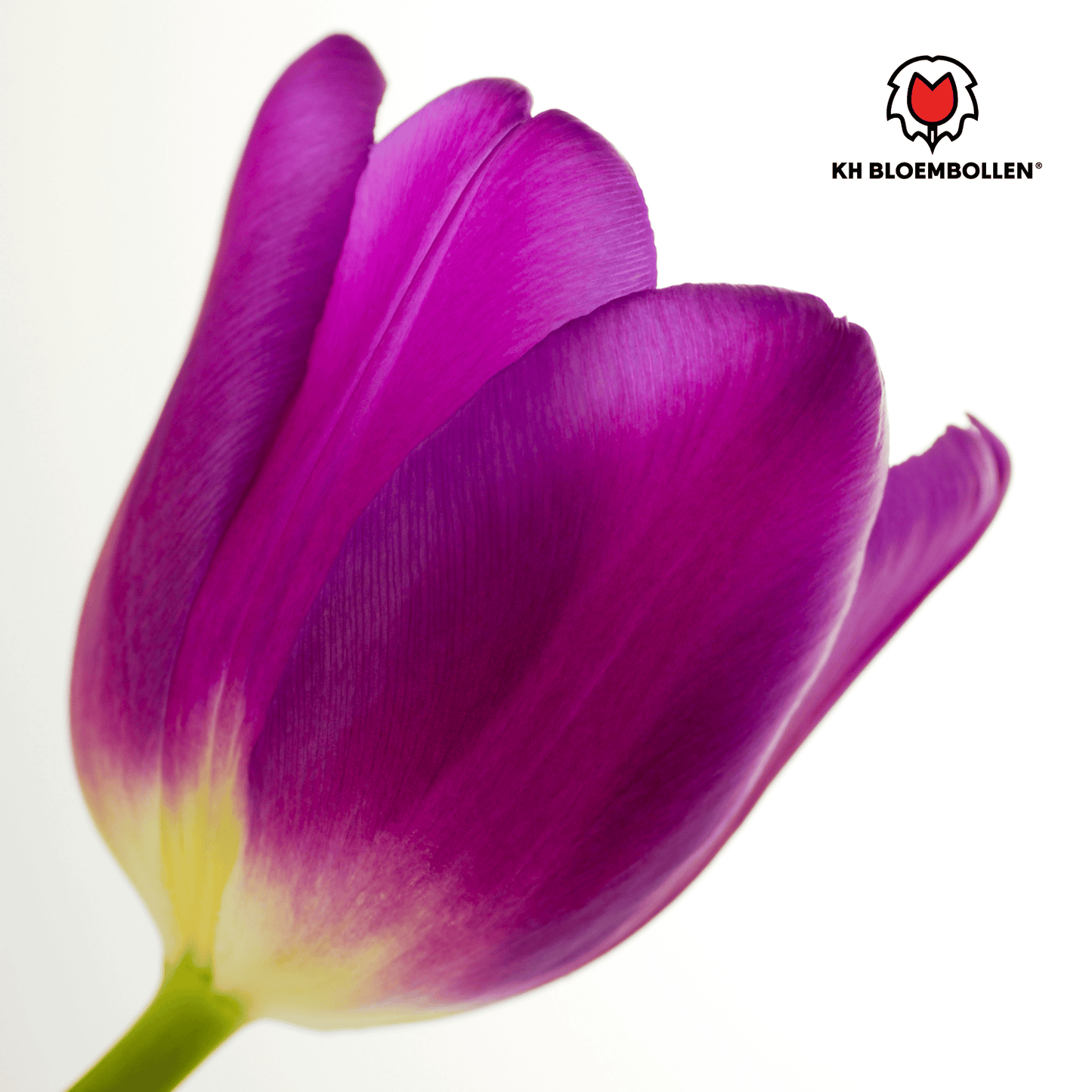 🌷 Tulpenbollen ‘Purple Prince’ – Paarse Tulp (20 Stuks)