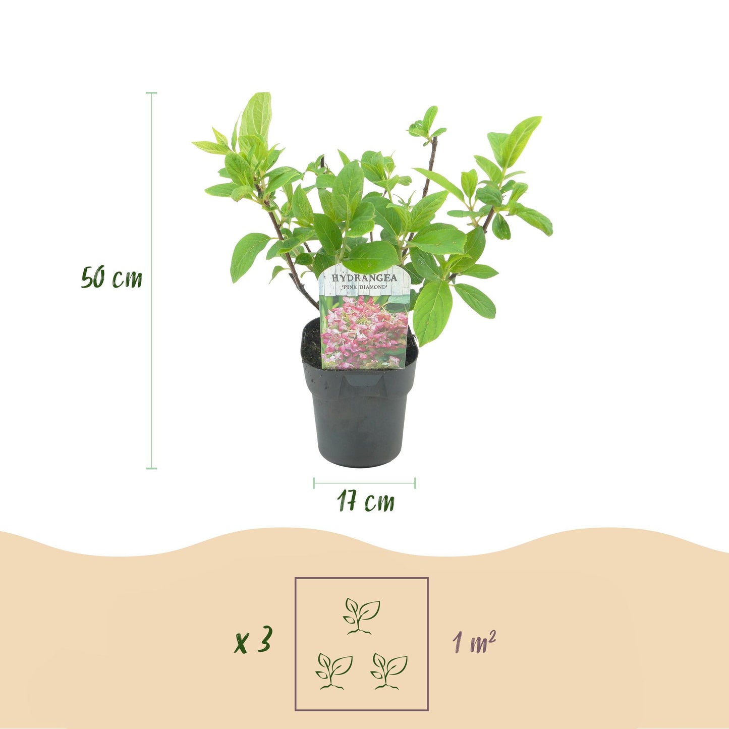 🌸 Hydrangea paniculata ‘Pink Diamond’ – Pluimhortensia