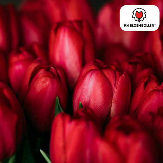 🌷 Tulpenbollen ‘Ile de France’ – Dieprode Tulp (20 Stuks)