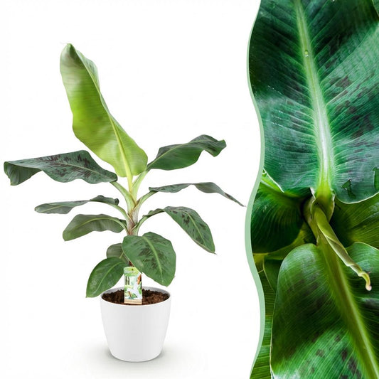 🌿 Musa Dwarf Cavendish | Bananenplant met Witte Pot