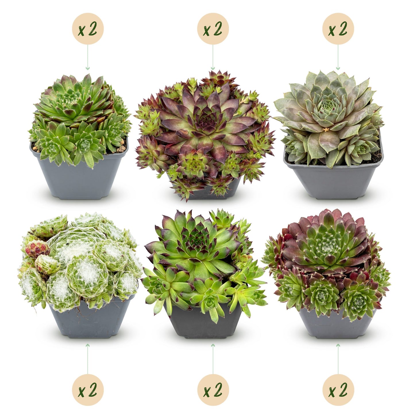 🌵 Sempervivum Big Sam – Huislook | Winterharde Vetplant | (12 stuks)