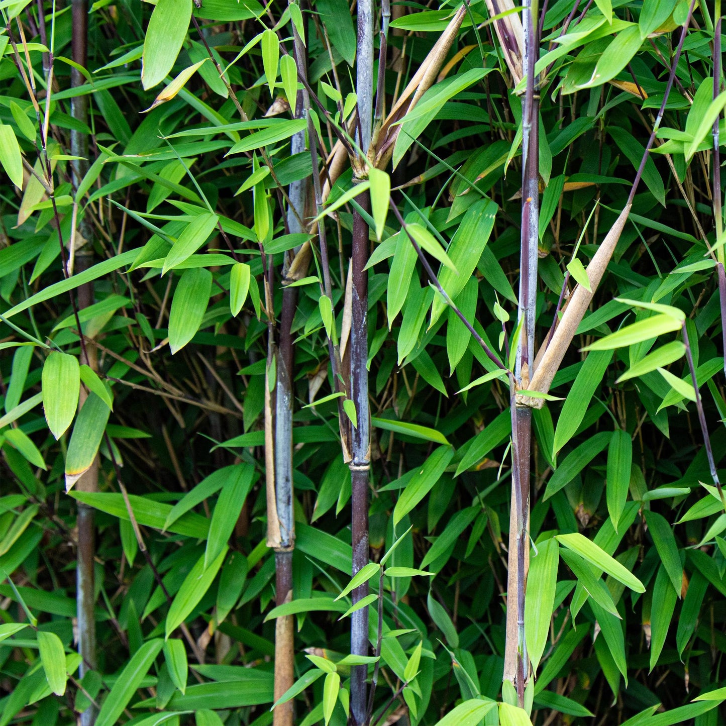 🎋 Fargesia nitida ‘Black Dragon’ | Niet-woekerende Bamboe (2 stuks)
