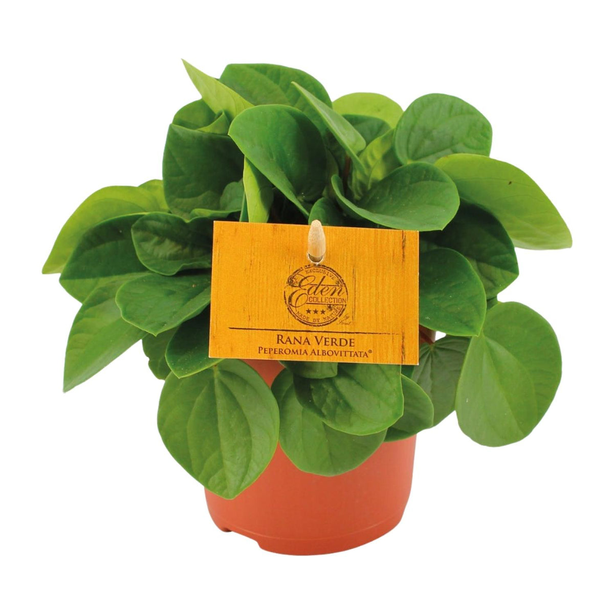🌿 Peperomia Rana Verde
