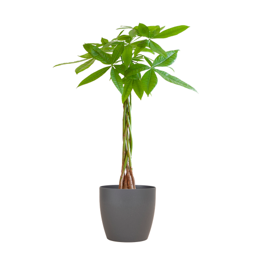 💰 Pachira Aquatica – Geluksboom met Vibers Pot Grijs